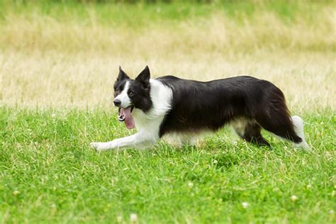 Border Collie Hondenrassen Medpets Be Medpets Be