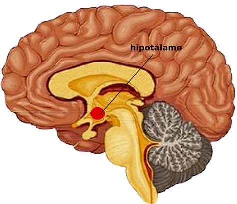 Revitalizar el hipotálamo con células madre podría retardar el