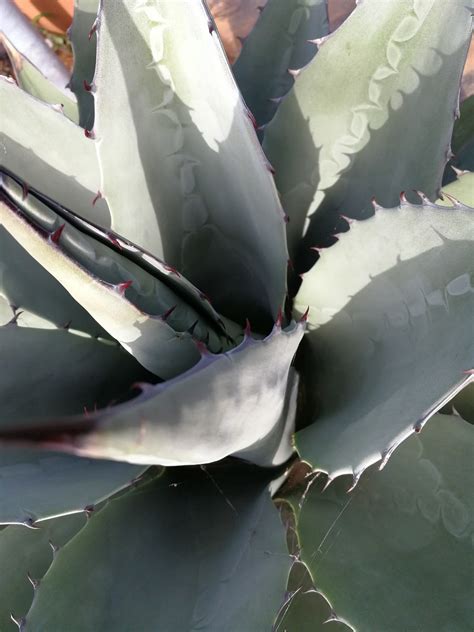 Agave Havardiana Havards Century Plant Thepalmtreecompany