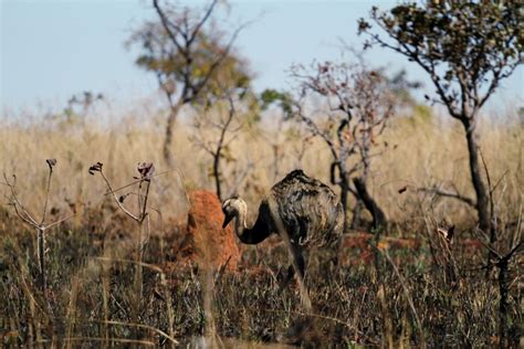 Parque Nacional das Emas bela opção de ecoturismo em Goiás