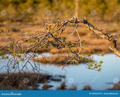 P Ntano Sobrecarregado Rvores E Lago De P Ntanos De Sementes Na