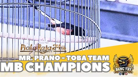 Aksi Murai Batu Champions Milik Mr Prano Toba Team Di Road To Piala