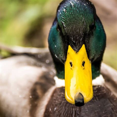 Duck Sound - YouTube