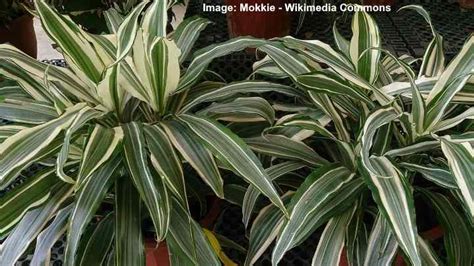 26 Types of Dracaena Plants to Transform Your Living Spaces