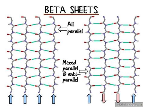 Beta_Sheet