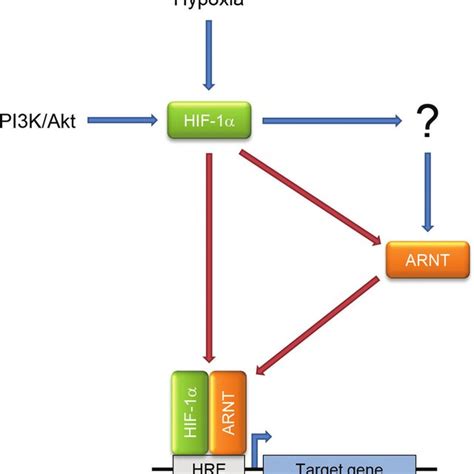 General Working Concept Of Hypoxia‐inducible Arnt See Text For Details Download Scientific