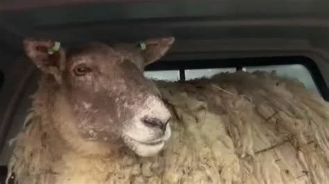 Britain S Loneliest Sheep Stuck Up Cliff For Two Years Finally