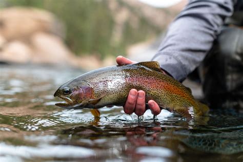 How To Catch Trout During Runoff The Fly Crate