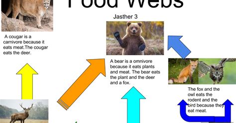 Carnivore Food Chain