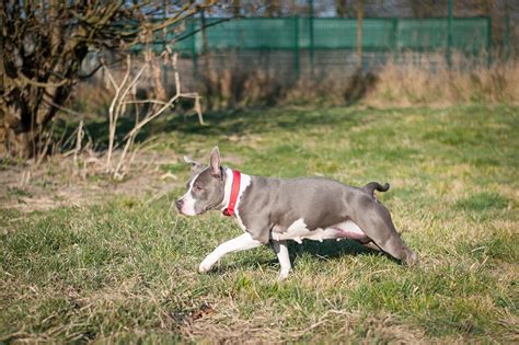 Apagi Naya Chien American Staffordshire Terrier La Robe Grise Et