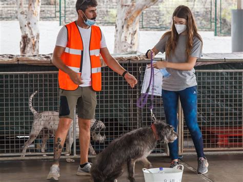 Multas Por Perros Sin Pagar Qu Consecuencias Hay