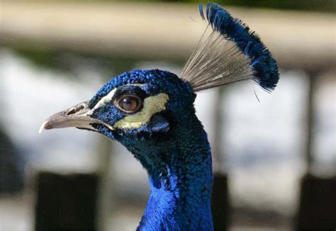 Clipart - Peacock Head Closeup