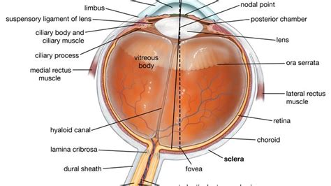 superior colliculus | anatomy | Britannica