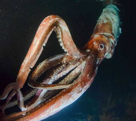 Wow Cumi Cumi Raksasa Meter Terekam Di Laut Jepang