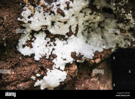 White Mold Hi Res Stock Photography And Images Alamy