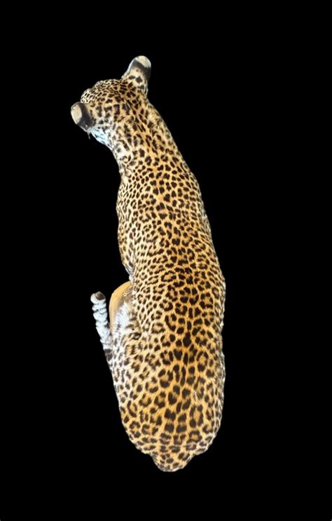 Leopard Taxidermy Full Body Mount Panthera Pardus Cm Cm