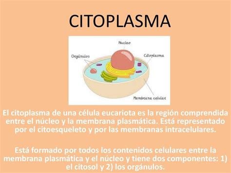 Citoplasma Virginia Frias UDocz