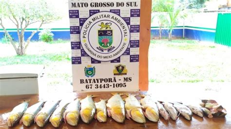 Pma Autua Quatro Pescadores Amadores Por Pesca Ilegal Em Nova Andradina