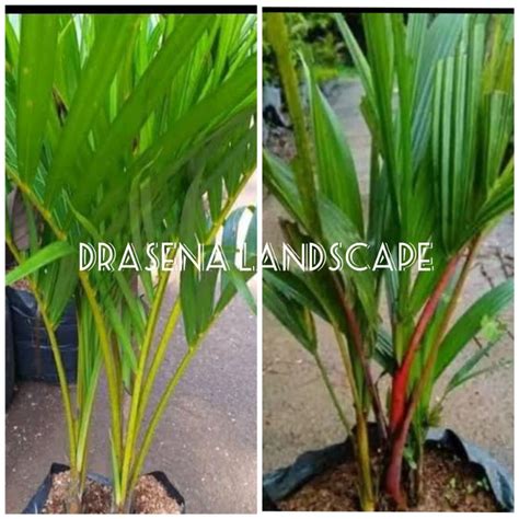 Jual Paket 2 Tanaman Hias Palm Merah Dan Palem Kuning Shopee Indonesia