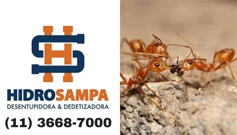 Dedetiza O De Formigas Desentupidora Hidrosampa