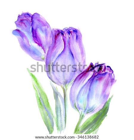 Purple Tulips Watercolor Stock Photos Images Pictures Shutterstock