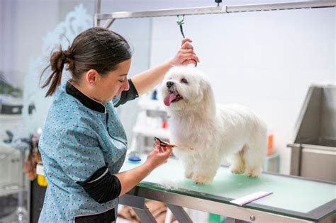 What Is Needed To Groom A Dog