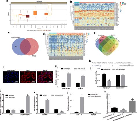 Linc Interacts With Mir And Positively Regulats Foxc A