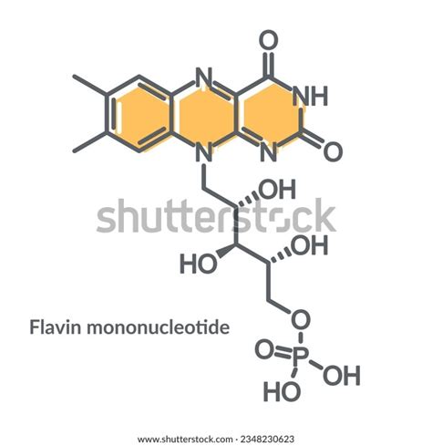 Flavin Mononucleotide Stock Photos - Free Download With Trial ...