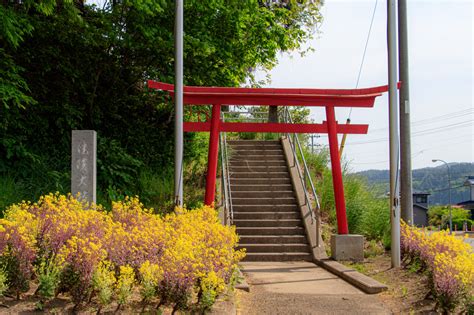 法陵大権現の藤の花 戸のへのつく町から