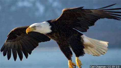 Protecting bald eagles and preventing legal troubles during eagle