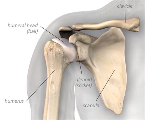 [View 42+] Ball Socket Joint Shoulder | PENULIS | PENULIS ARTIKEL | PENULIS LEPAS | Cara Menjadi ...