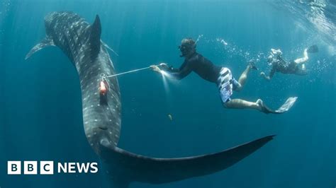 Tracking A Whale Shark Bbc News