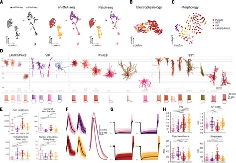 Signature Morphoelectric Properties Of Diverse Gabaergic Interneurons