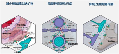 偏头痛新药百亿美金收购CGRP受体拮抗剂中国上市在即 摩熵医药 原药融云