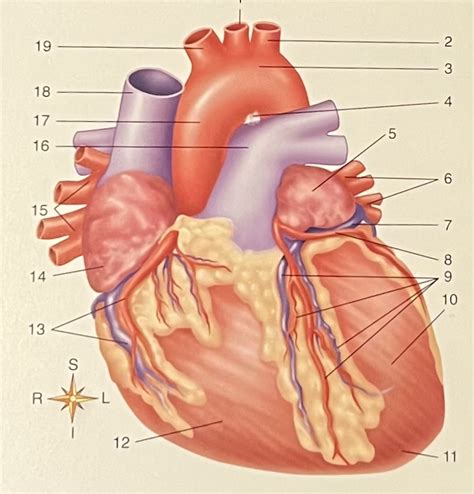 Labeling The Heart Great Vessels Diagram Quizlet