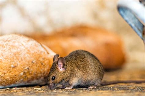 Comment Se D Barrasser Des Mulots Dans La Maison Et Le Jardin