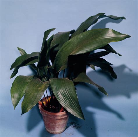 Cast Iron Plant Aspidistra Elatior Photograph By Science Photo Library