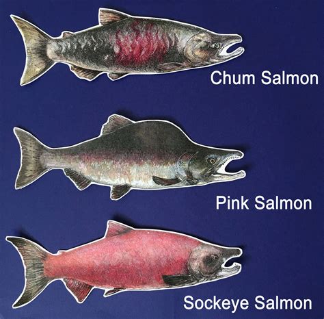 Vinyl Salmon Sticker With Original Illustration By Rosie Etsy