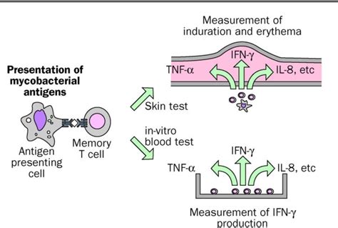 Figure From Interferon Gamma Release Assays In Denmark Population