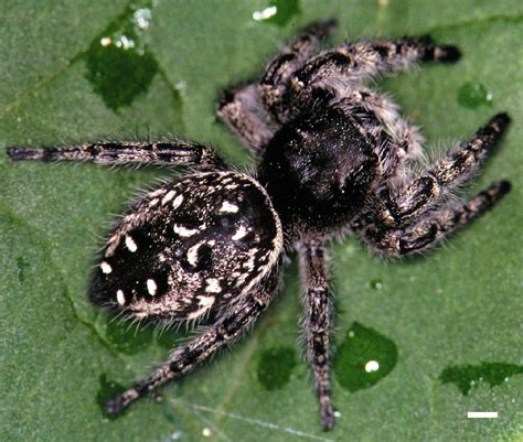 Ara A Saltadora P Rpura Jaspeada Phidippus Purpuratus Picture Insect