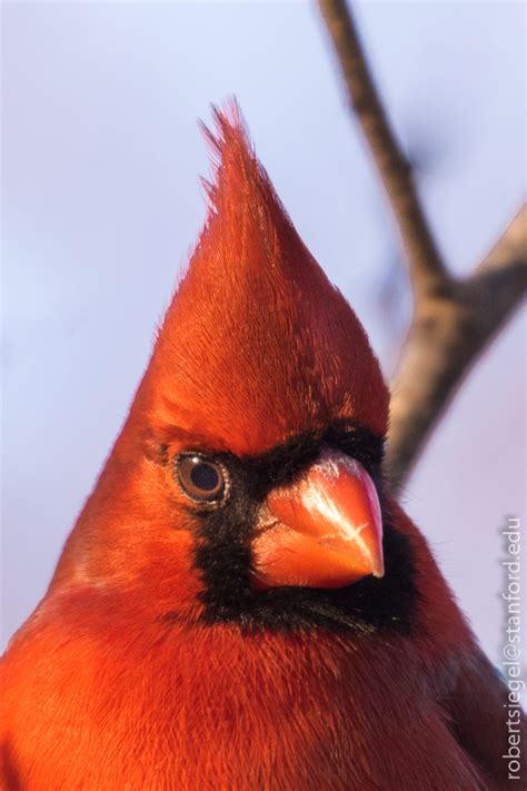 Cardinals