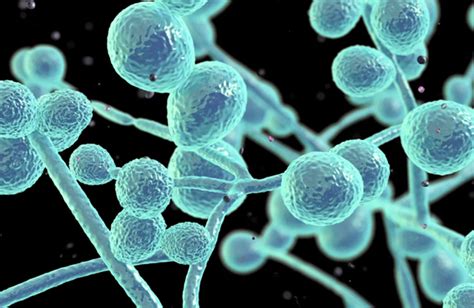 Fda Approves New Treatment For Invasive Candidiasis Life Worldwide