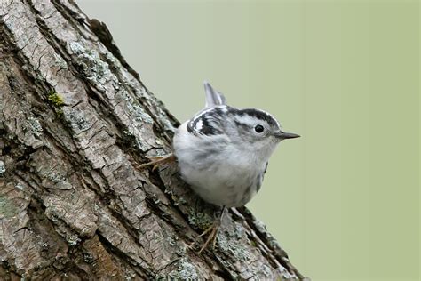 Black And White Warbler Iasany