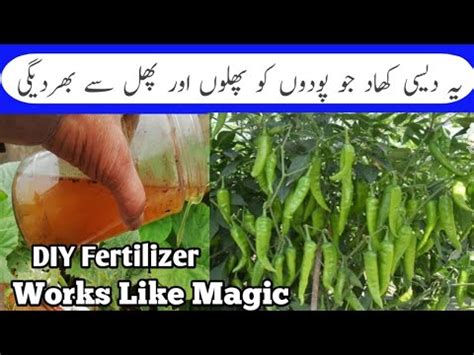 How To Make Originc Liquid Fertilizer For Vegetable Garden Homemade