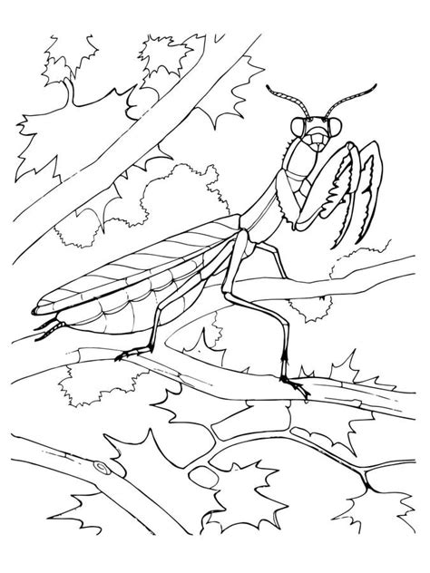 praying mantis coloring sheet