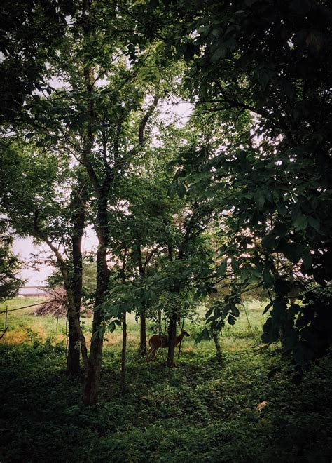 Free Images Tree Nature Forest Branch Blossom Sunlight Leaf