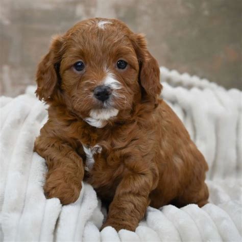 Male F1b Cavapoo Puppy For Sale Id 6166 Bw