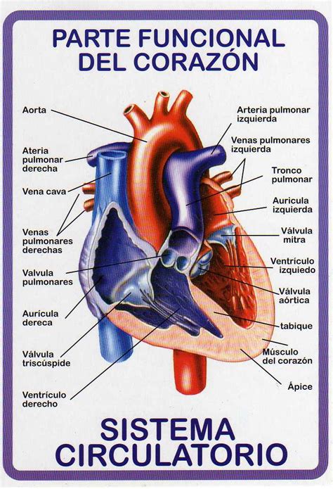 Ilustracion De Sistema Circulatorio Humano Anatomia Del Corazon Sistema