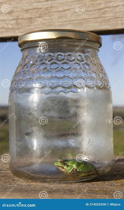 Little Frog Trapped in a Glass Jar Stock Photo - Image of wooden, empty ...