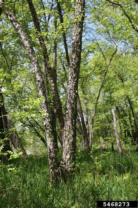 River Birch Betula Nigra